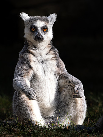 Ring Tailed Lemur .1