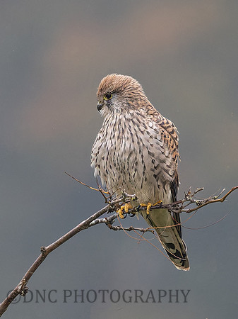 Kestrel .2