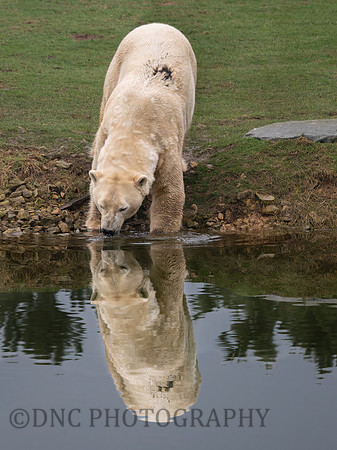 Polar Bear "Sisu"