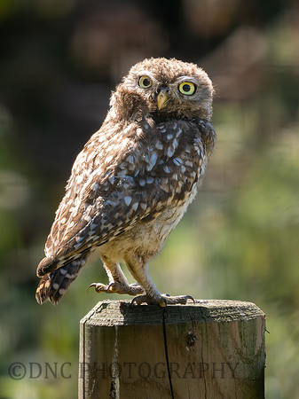 Little Owl .1