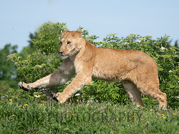 Lioness