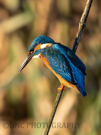 Kingfisher