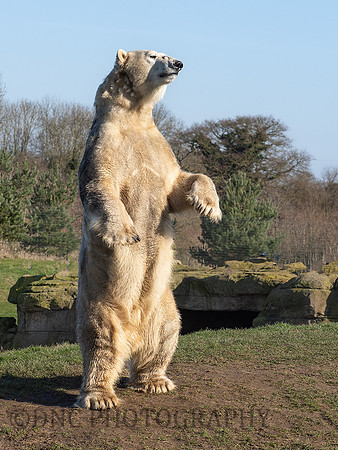 Polar Bear "Sisu"