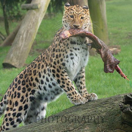 Amur Leopard Kristen