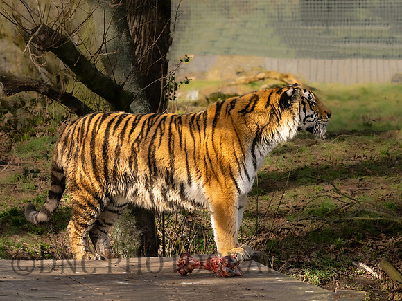 Amur Tiger 'Tschuna'