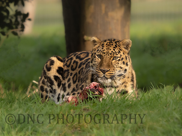 Amur Leopard 'Drake'