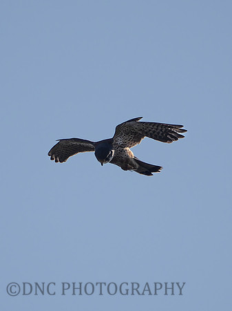 Kestrel