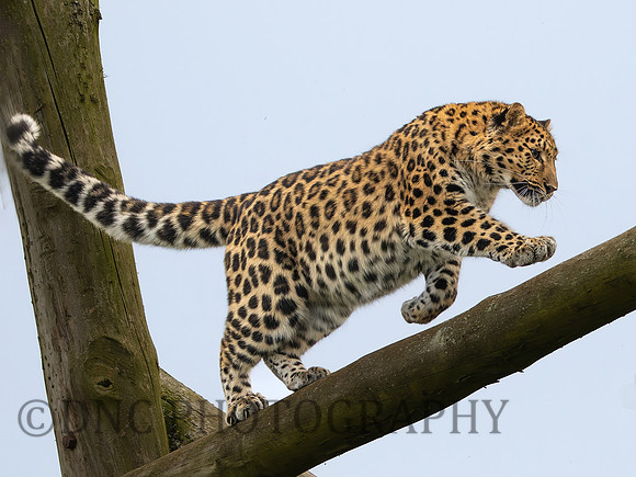 Amur Leopard Auckley