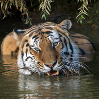 Amur Tiger Altai