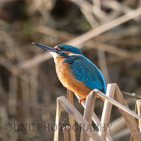 Kingfisher