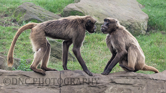 Gelada Monkies .1