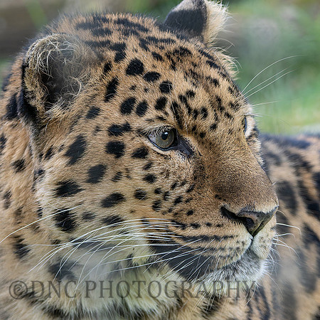 Amur Leopard  "Drake"
