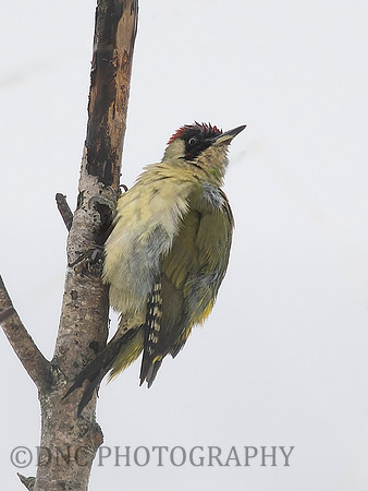 Geen Woodpecker .4