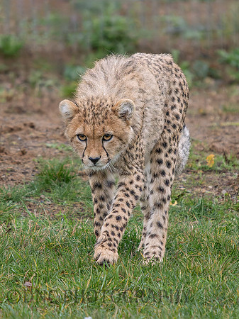 Cheetah Cub