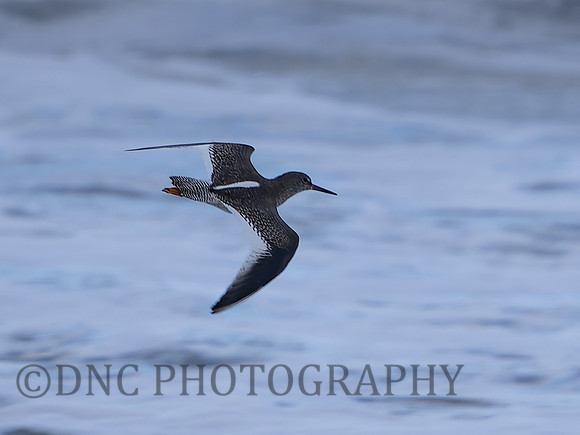 Bar Tailed Godwit