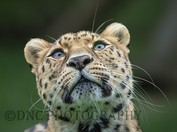 Amur Leopard Auckley