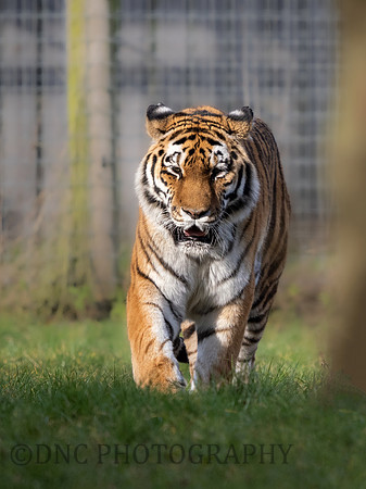 Amur Tiger 'Tschuna'