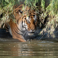Amur Tiger Altai