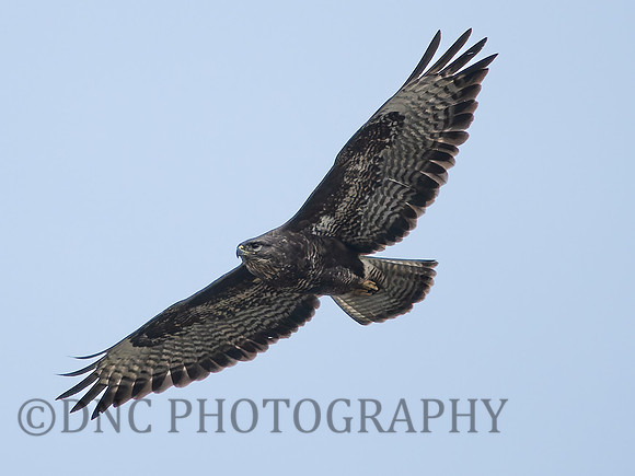 Buzzard