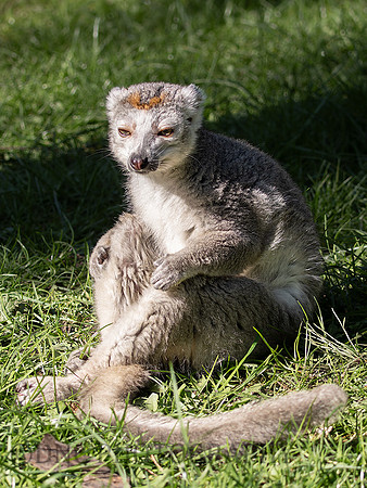 Crowned Lemur