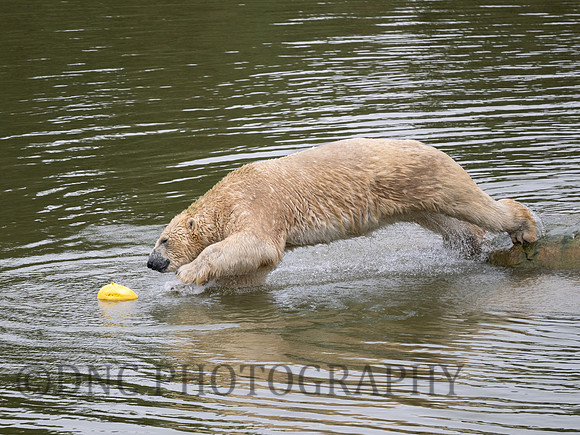 Nobby .1