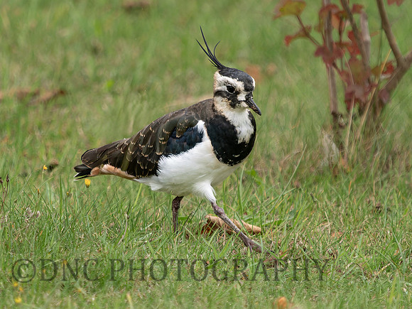 Lapwing .1