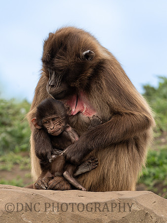 Feven & Kobo Gelada Monkeys .1