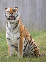 Amur Tiger Tschuna