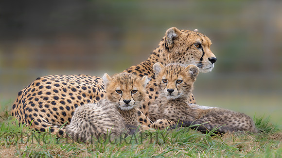 Cheetah Family