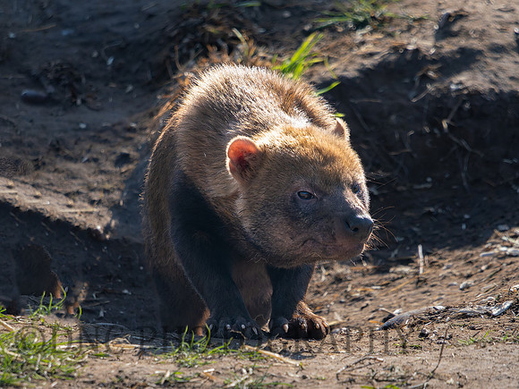Bush Dog