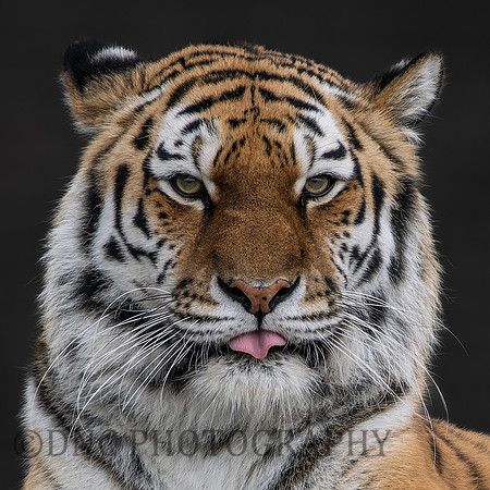 Amur Tiger Tschuna
