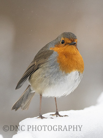 Robin .1