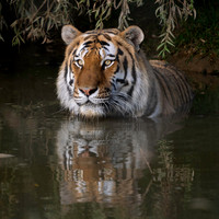 Amur Tiger Altai