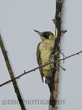 Geen Woodpecker .3