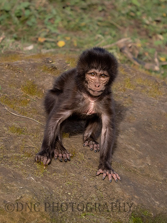 Gelada Monkey Infant