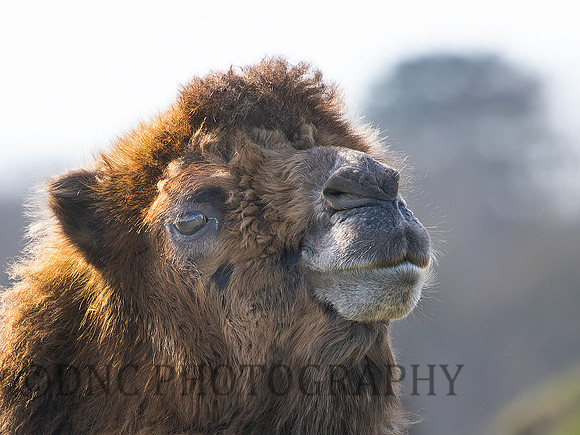 Camel