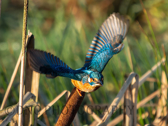 Kingfisher