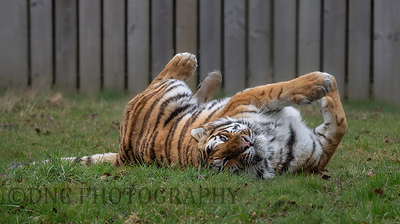 Amur Tiger "Altai"