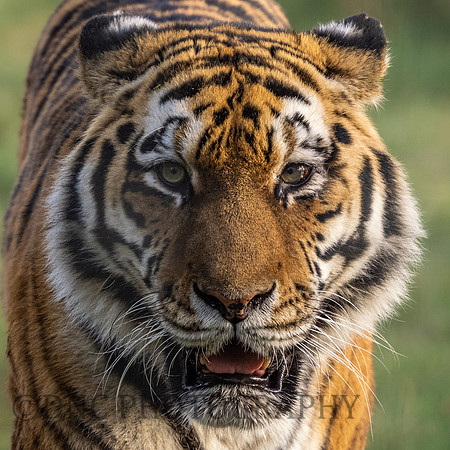 Amur Tiger 'Tschuna'