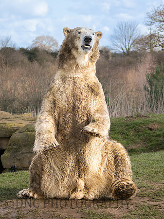 Polar Bear "Sisu"