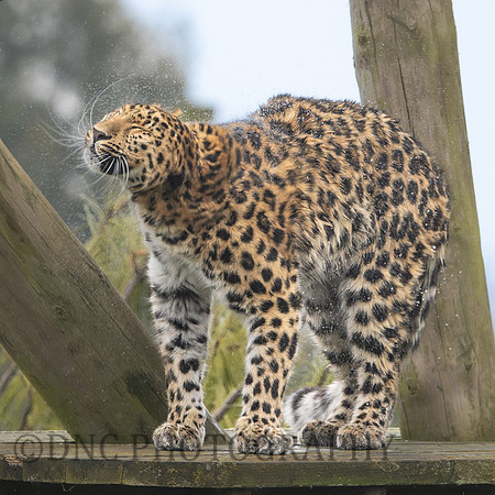 Amur Leopard "Auckley"