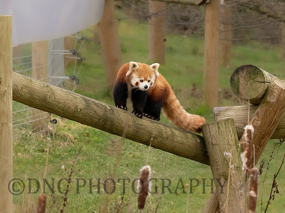 Red Panda