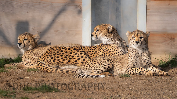 Cheetah family