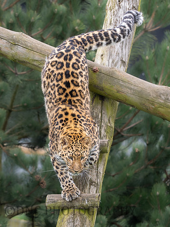 Amur Leopard "Auckley"