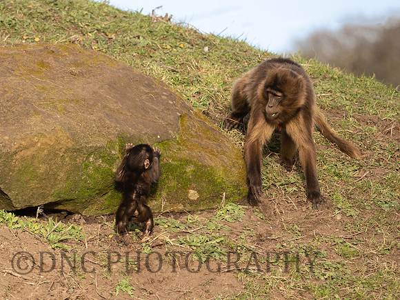 Gelada Monkey mother and Infant