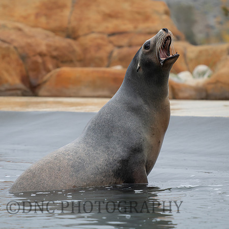 Sea Lion .1