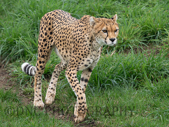 Cheetah Darcy .1