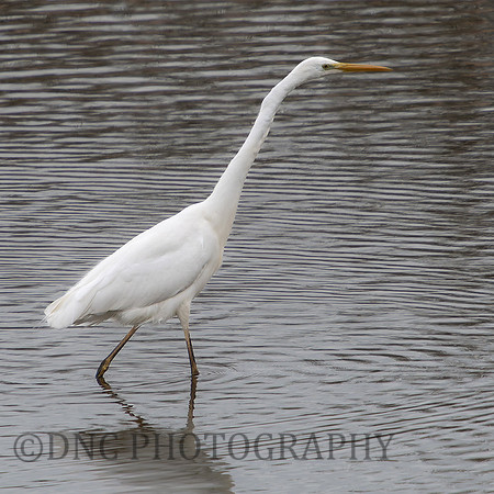 Great Egret