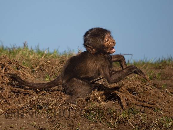 Gelada Monkey Infant