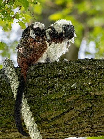 Cotton Top Tamarin and babies